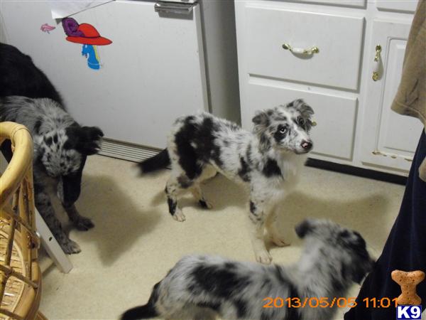 Puppies in GA